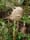 Oregon State Police seek public assistance in poached elk case near Banks