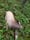 OSP seeks public assistance in two Tillamook County poaching cases