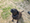 'Please pick up' your pet poop in parks, city pleads